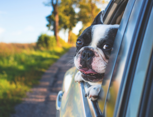 Consejos para viajar con tu mascota en coche